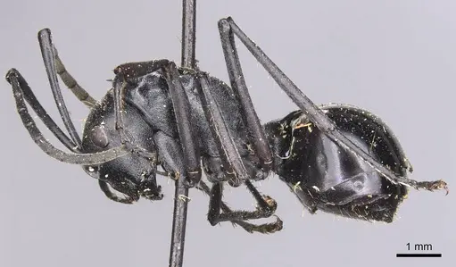 Polyrhachis gagates - CASENT0905627