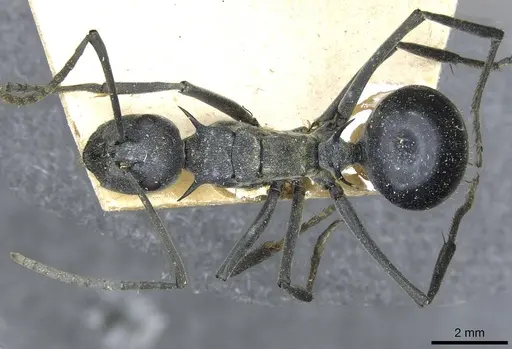 Polyrhachis gagates - CASENT0910904