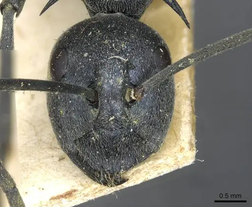 Polyrhachis gagates - CASENT0910904