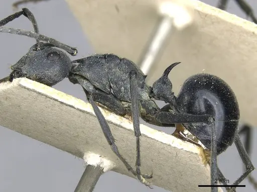 Polyrhachis gagates - CASENT0910904