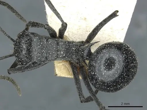 Polyrhachis gagates - CASENT0912120