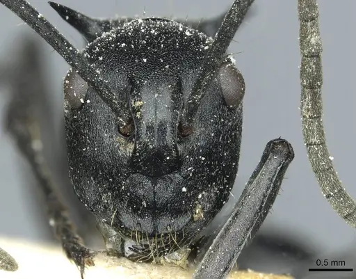 Polyrhachis gagates - CASENT0912120