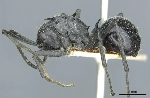 Polyrhachis gagates - CASENT0912120