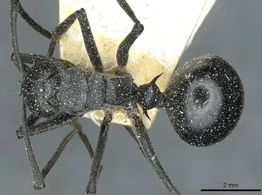 Polyrhachis gagates - CASENT0912121