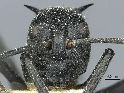 Polyrhachis gagates - CASENT0912121