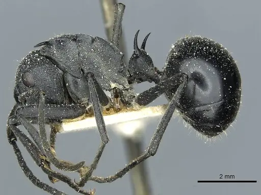 Polyrhachis gagates - CASENT0912121