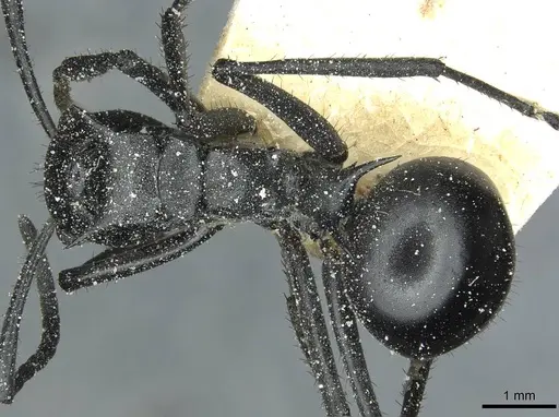 Polyrhachis gagates - CASENT0912122