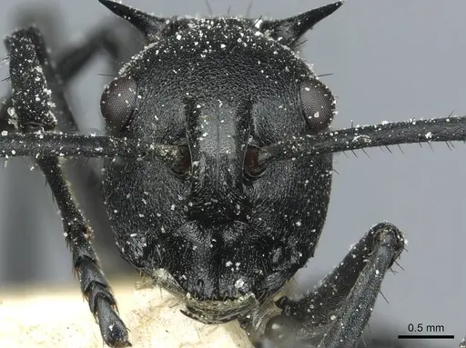 Polyrhachis gagates - CASENT0912122