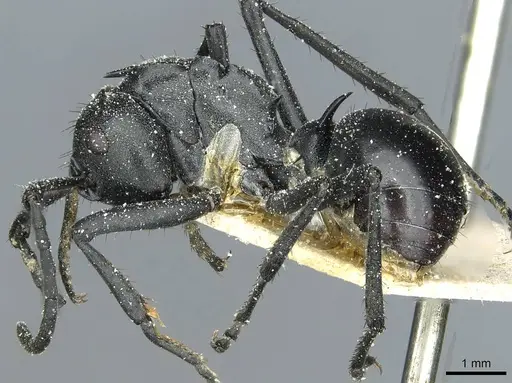 Polyrhachis gagates - CASENT0912122