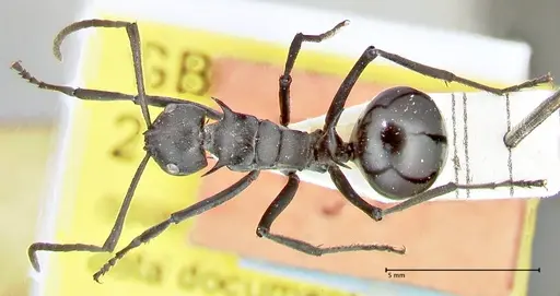 Polyrhachis gagates - FOCOL2572