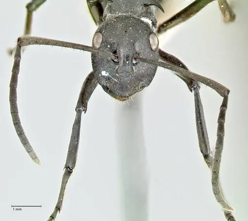 Polyrhachis gagates - FOCOL2572