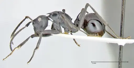 Polyrhachis gagates - FOCOL2572