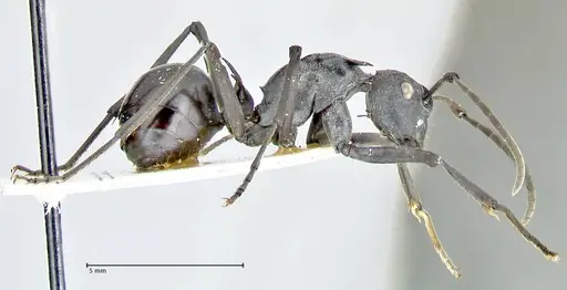 Polyrhachis gagates - FOCOL2572