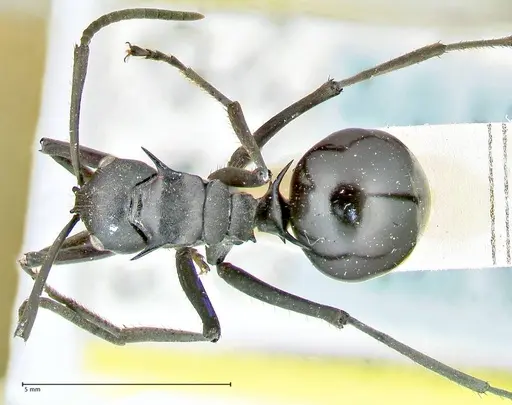Polyrhachis gagates - FOCOL2573