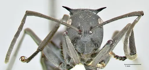 Polyrhachis gagates - FOCOL2573