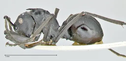 Polyrhachis gagates - FOCOL2573