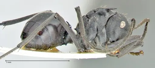 Polyrhachis gagates - FOCOL2573