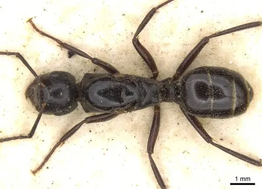 Polyrhachis gamaii specimen