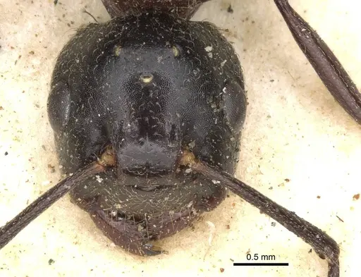 Polyrhachis gamaii specimen