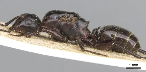 Polyrhachis gamaii specimen