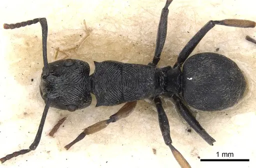 Polyrhachis geometrica specimen