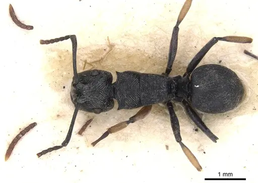 Polyrhachis geometrica specimen