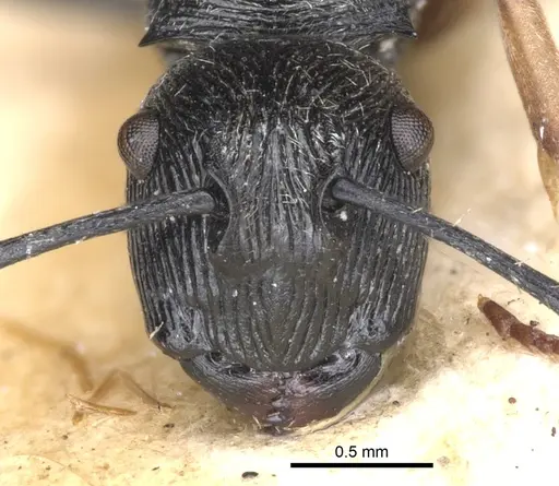 Polyrhachis geometrica specimen