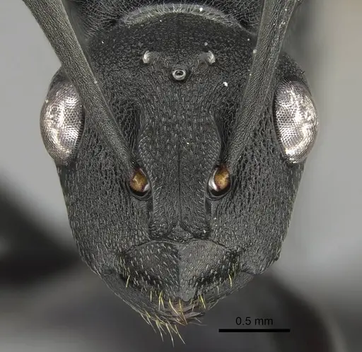 Polyrhachis gerstaeckeri specimen