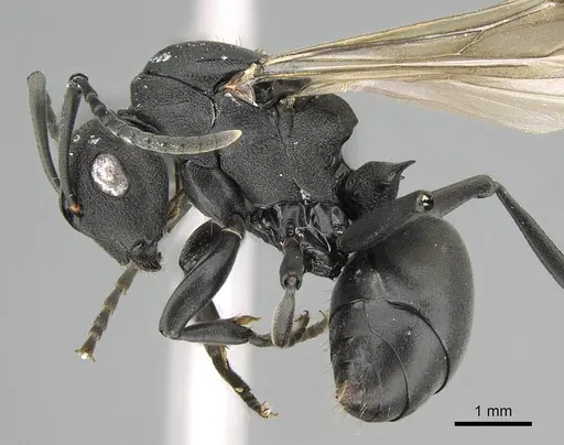 Polyrhachis gerstaeckeri specimen