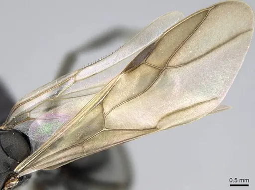 Polyrhachis gerstaeckeri - CASENT0098028