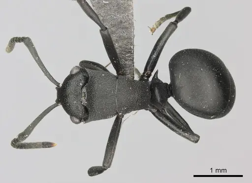 Polyrhachis gerstaeckeri - CASENT0235679