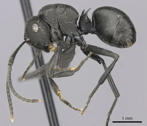 Polyrhachis gerstaeckeri - CASENT0235679