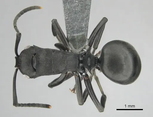 Polyrhachis gerstaeckeri - CASENT0815791