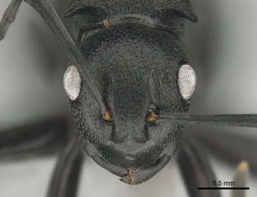 Polyrhachis gerstaeckeri - CASENT0815791