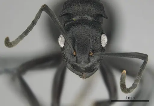 Polyrhachis gerstaeckeri - CASENT0815791