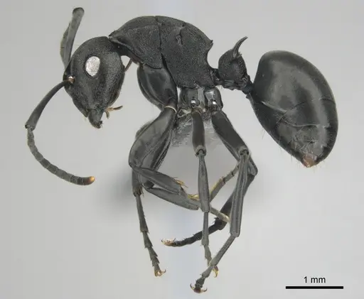 Polyrhachis gerstaeckeri - CASENT0815791