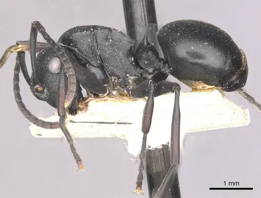 Polyrhachis gerstaeckeri - CASENT0910945