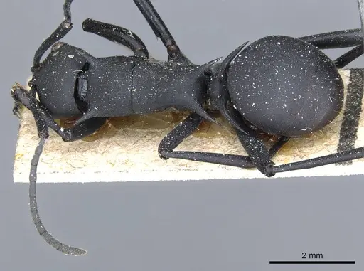 Polyrhachis gestroi specimen