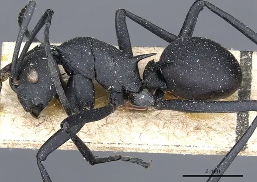 Polyrhachis gestroi specimen