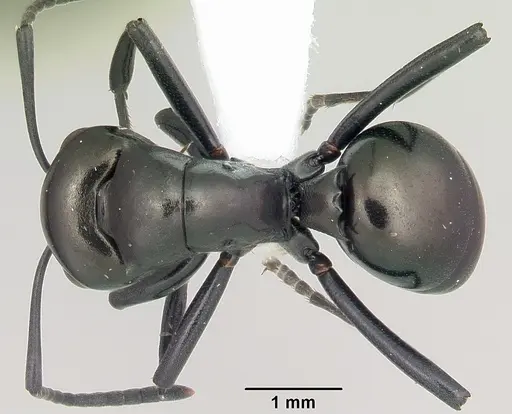 Polyrhachis gibba specimen