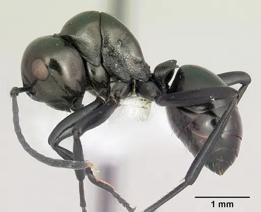 Polyrhachis gibba specimen