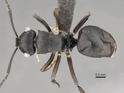 Polyrhachis gibbula specimen