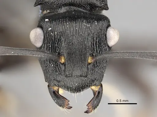 Polyrhachis gibbula specimen