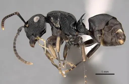 Polyrhachis gibbula specimen