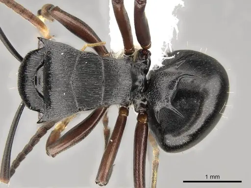 Polyrhachis gibbula - CASENT0281444