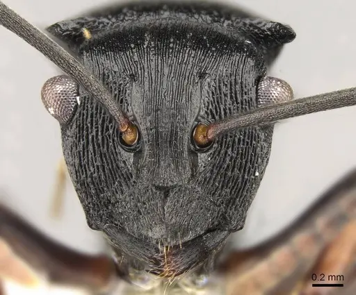 Polyrhachis gibbula - CASENT0281444