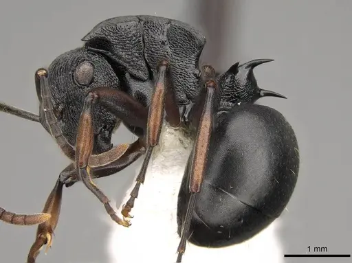 Polyrhachis gibbula - CASENT0281444