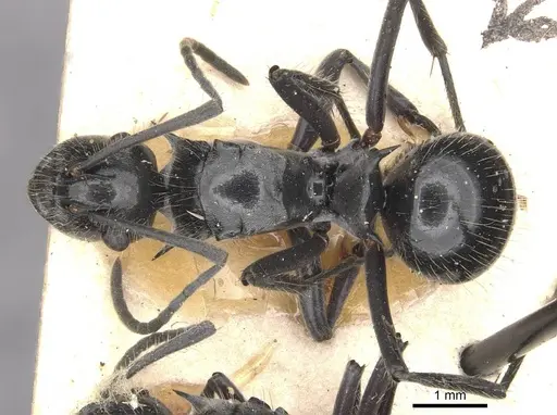 Polyrhachis gibbula - CASENT0910939