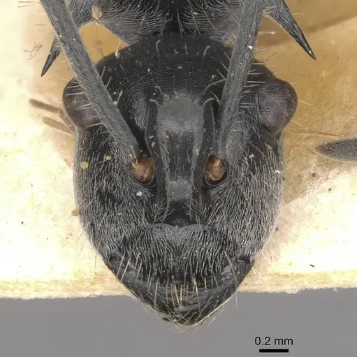 Polyrhachis gibbula - CASENT0910939