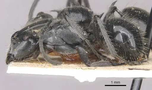 Polyrhachis gibbula - CASENT0910939